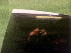♦️2020-2023 TESLA MODEL Y REAR LEFT DRIVER SIDE DOOR WINDOW GLASS OEM 43R-004553